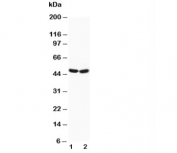 Western blot testing of FOXP3 antibody and Lane 1:  HeLa;  2: SGC cell lysate