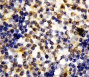 IHC-P: Granzyme A antibody testing of human tonsil tissue