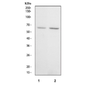 Western blot testing of 1) human A31 and 2) human HeLa cell lysate with GRB7 antibody. Predicted molecular weight ~60 kDa.