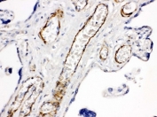 IHC-P: CD168 antibody testing of human placenta tissue