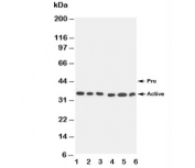 Western blot testing of Caspase-9 antibody and Lane 1:  SMMC-7721;  2: MCF-7;  3: CEM;  4: Jurkat;  5: Raji;  6: HeLa