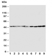 Western blot testing of HDJ2 antibody and Lane 1:  rat brain;  2: rat lung;  3: mouse brain;  4: mouse lung;  5: U87;  6: A549;  7: COLO320;  8: A431;  9: HT1080 cell lysate
