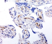 IHC-F testing of human placenta tissue