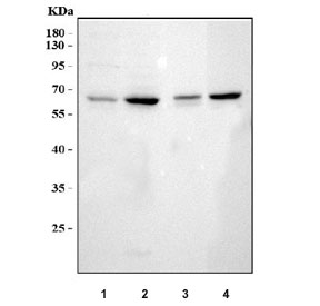 Western blot testing of HSF2 antibody and Lane 1: rat kidney; 2: rat spleen; 3: human 293T; 4: (h) MCF-7; 5: (h) Jurkat; 6: (h) A549; 7: (h) CEM lysate; Predicted molecular weight ~60 kDa.