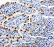 IHC-P: HSP105 antibody testing of rat intestine tissue