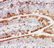 IHC-F testing of rat intestine tissue