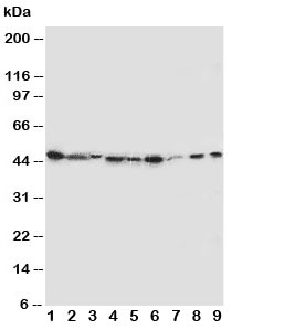 Western blot testing of IDO antibody and Lane 1: SMMC-7721; 2: A549; 3: human placenta; 4: SW620; 5: U87; 6: 293T; 7: A431; 8: HeLa; 9: COLO320 cell lysate