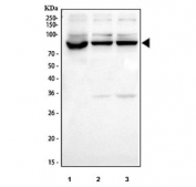 Western blot testing of human 1) Raji, 2) HepG2 and 3) HeLa cell lysate with IKKa antibody. Predicted molecular weight ~85 kDa.
