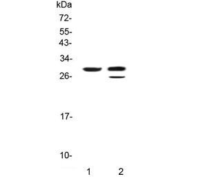 Western blot testing of 1) rat pancreas and 2) mouse pancreas with Kallikrein-1 antibody. Predicted molecular weight ~29 kDa.