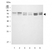 Western blot testing of 1) human HeLa (whole cell), 2) human HeLa (nuclear fraction), 3) human K562 (nuclear fraction), 4) human PC-3, 5) rat C6 and 6) mouse NIH 3T3 cell lysate with Lamin B2 antibody. Predicted molecular weight ~68-70 kDa.