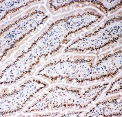 IHC staining of frozen rat intestinal tissue with Lamin B2 antibody.