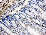 IHC staining of FFPE rat intestinal tissue with Lamin B2 antibody. HIER: boil tissue sections in pH8 EDTA for 20 min and allow to cool before testing.