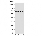 Western blot testing of NRG2 antibody and Lane 1:  rat liver;  2: human COLO320;  3: SMMC-7721;  4: SW620 cell lysate.  Predicted size: ~90KD