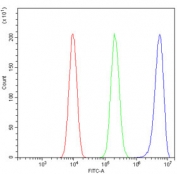 Flow cytometry testing of human SiHa cells with Ku80 antibody at 1ug/million cells (blocked with goat sera); Red=cells alone, Green=isotype control, Blue= Ku80 antibody.