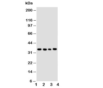 Western blot testing of Bub3 antibody and Lane 1: HeLa; 2: A549; 3: Jurkat; 4: COLO320 cell lysate