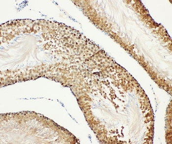 IHC-P: Bub3 antibody testing of rat testis tissue