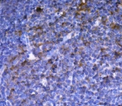 IHC staining of FFPE rat lymph tissue with 5HT1A Receptor antibody. HIER: boil tissue sections in pH8 EDTA for 20 min and allow to cool before testing.