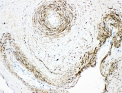 IHC-P: Monoamine Oxidase A antibody testing of human placenta tissue.