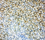 IHC-P: Monoamine Oxidase B antibody testing of rat liver tissue