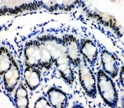 IHC-P: MCM3 antibody testing of rat intestine tissue. HIER: steam section in pH6 citrate buffer for 20 min.