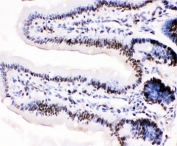 IHC-P: MCM3 antibody testing of mouse intestine tissue. HIER: steam section in pH6 citrate buffer for 20 min.