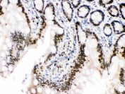 IHC-P: MCM3 antibody testing of rat intestine tissue. HIER: steam section in pH6 citrate buffer for 20 min.