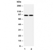 Western blot testing of human 1) HeLa and 2) Jurkat cell lysate. Expected molecular weight: 90~115 kDa.