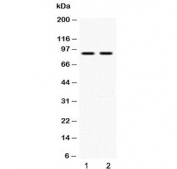 Western blot testing of mouse 1) NIH-3T3 and 2) HEPA1-6 cell lysate. Expected molecular weight: 90~115 kDa.