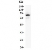 Western blot testing of human Jurkat lysate with MCM5 antibody.  Expected molecular weight: 80~90 kDa.