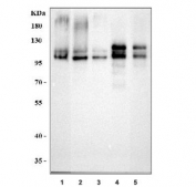 Western blot testing of 1) human SH-SY5Y, 2) human HepG2, 3) human HeLa, 4) rat brain and 5) mouse brain tissue lysate with APLP2 antibody. Predicted molecular weight ~87 kDa, the glycosylated full length and truncated form can be observed at ~120 kDa and ~95 kDa, the CS-GAG modified form can be observed at 130-170 kDa and homodimers and heterodimers may be observed at over 200 kDa.