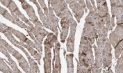 IHC staining of FFPE mouse skeletal muscle tissue with NDUFA1 antibody. HIER: boil tissue sections in pH6 citrate buffer for 20 min and allow to cool before testing.