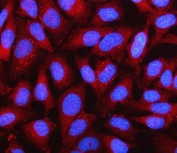 Immunofluorescent staining of FFPE human HeLa cells with NDUFA1 antibody (red) and DAPI nuclear stain (blue). HIER: steam section in pH6 citrate buffer for 20 min.