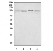 Western blot testing of 1) human ThP-1, 2) rat PC-12, 3) mouse spleen and 4) mouse RAW264.7 cell lysate with NLRP3 antibody. Predicted molecular weight ~118 kDa.
