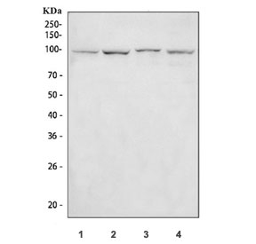 IF/ICC testing of human THP1 cells with NLRP3 antibody at 2ug/ml.