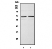 Western blot testing of 1) rat brain and 2) mouse brain tissue with NOX1 antibody. Predicted molecular weight ~65 kDa.