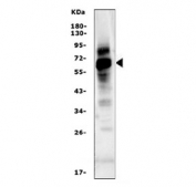 Western blot testing of human U937 cell lysate with NOX2 antibody. Predicted molecular weight ~65 kDa, can be observed at ~85 kDa.
