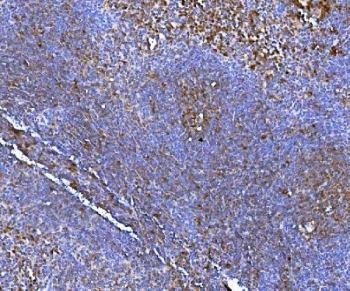 IHC staining of FFPE mouse spleen tissue with NOX2 antibody. HIER: boil tissue sections in pH8 EDTA for 20 min and allow to cool before testing.