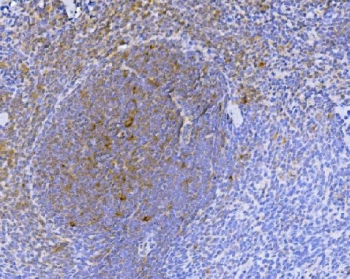 IHC staining of FFPE rat spleen tissue with NOX2 antibody. HIER: boil tissue sections in pH8 EDTA for 20 min and allow to cool before testing.