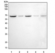 Western blot testing of 1) human Raji, 2) human Jurkat, 3) human MCF7, 4) rat RH35 and 5) mouse RAW264.7 cell lysate with NOX2 antibody. Predicted molecular weight ~65 kDa, can be observed at ~85 kDa.