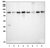 Western blot testing of 1) human HeLa, 2) human HepG2, 3) human Caco-2, 4) human Raji, 5) rat PC-12, 6) rat C6, 7) mouse NIH 3T3 and 8) mouse ANA-1 cell lysate with p65 antibody. Expected molecular weight ~65 kDa.