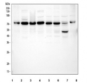 Western blot testing of 1) human HT-1080, 2) human HeLa, 3) human Raji, 4) human HepG2, 5) rat PC-12, 6) rat C6, 7) mouse NIH 3T3 and 8) mouse ANA-1 cell lysate with p65 antibody. Expected molecular weight ~65 kDa.