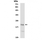 Western blot testing of rat spleen lysate with FGF21 antibody. Predicted molecular weight ~21 kDa.