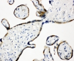 IHC-P: ERp57 antibody testing of human placenta tissue. HIER: steamed with pH6 citrate buffer.