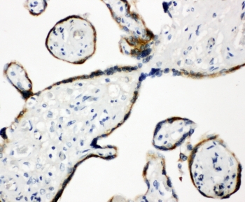 IHC-P: ERp57 antibody testing of human placenta tissue