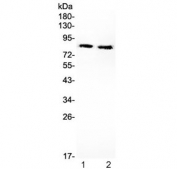 Western blot testing of mouse 1) liver and 2) brain lysate with PI3K antibody. Predicted molecular weight ~85 kDa.