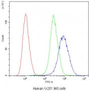 Flow cytometry testing of human U-251 MG cells with Myosin Phosphatase antibody at 1ug/10^6 cells (blocked with goat sera); Red=cells alone, Green=isotype control, Blue=Myosin Phosphatase antibody.