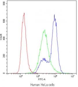 Flow cytometry testing of human HeLa cells with Myosin Phosphatase antibody at 1ug/million cells (blocked with goat sera); Red=cells alone, Green=isotype control, Blue=Myosin Phosphatase antibody.