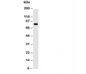 Western blot testing of NLRP4G antibody and mouse ovary tissue lysate