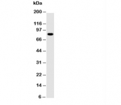 Western blot testing of NLRP4G antibody and mouse ovary tissue lysate