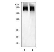Western blot testing 1) mouse brain and 2) rat brain tissue lysate with TNR antibody. Predicted molecular weight ~150 kDa.